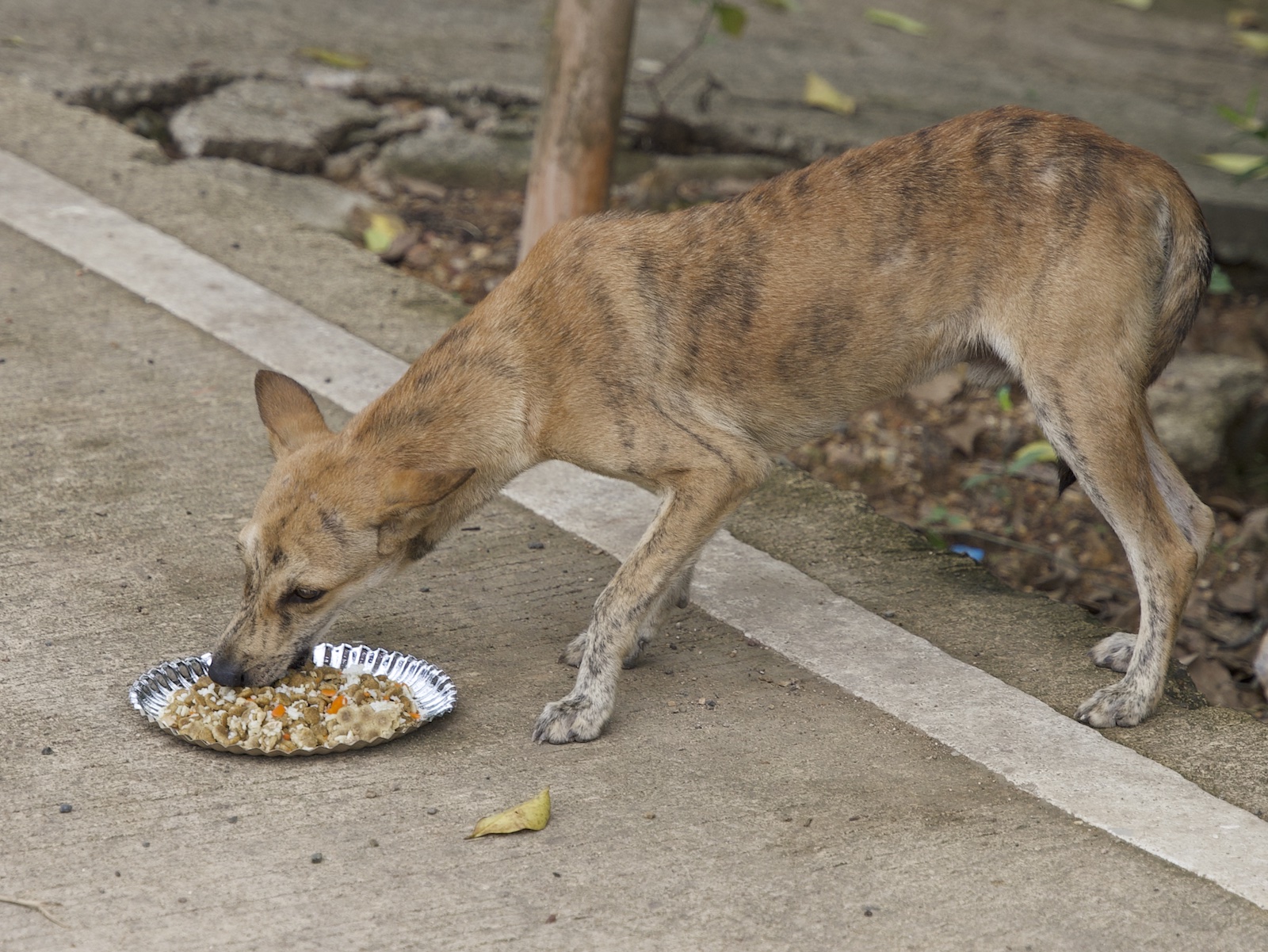 Stray Feeding Program